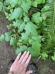 Actaea elata elata