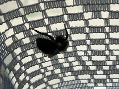 Bombus griseocollis