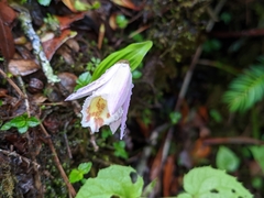 Pleione hookeriana