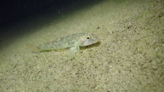 Rhinogobius similis