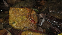 Scolopendra multidens