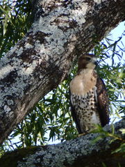 Buteo jamaicensis
