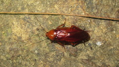 Periplaneta ceylonica