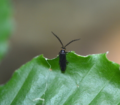 Tytthonyx erythrocephala