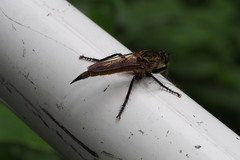 Tolmerus hisamatsui