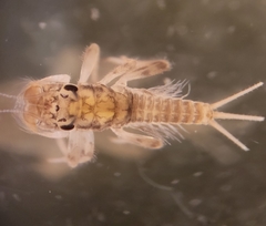Farrodes texanus