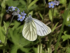 Pieris bryoniae