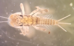 Farrodes texanus