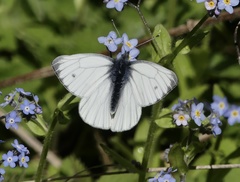 Pieris bryoniae