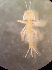 Farrodes texanus