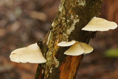 Conchomyces bursiformis