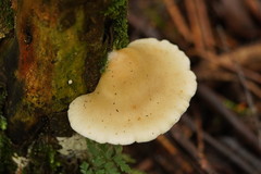 Conchomyces bursiformis