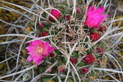 Mammillaria mystax