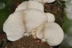 Conchomyces bursiformis