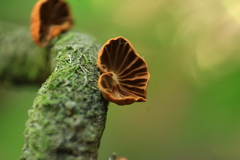 Anthracophyllum discolor