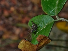 Micrathena forcipata