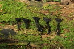 Galiella coffeata