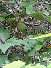 Passiflora platyloba