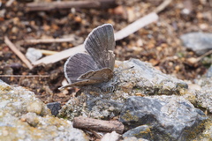 Pseudozizeeria maha