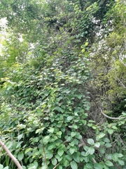 Passiflora platyloba