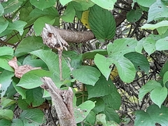 Passiflora platyloba