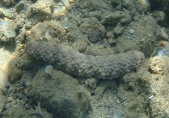 Stauropora