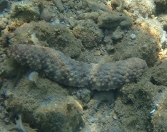 Stauropora