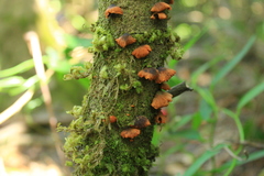 Anthracophyllum discolor