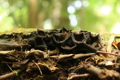Galiella coffeata