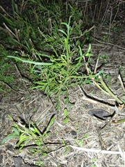 Lepidium pseudotasmanicum