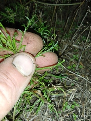 Lepidium pseudotasmanicum