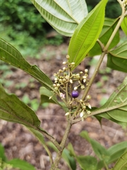 Miconia cinnamomea