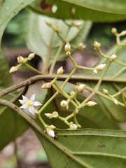 Miconia cinnamomea