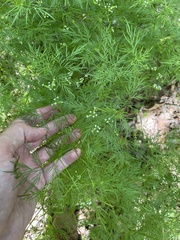 Trepocarpus aethusae