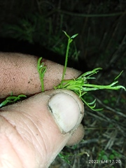 Lepidium pseudotasmanicum