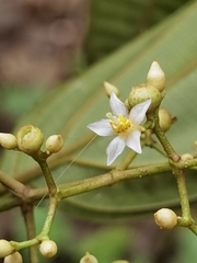 Miconia cinnamomea
