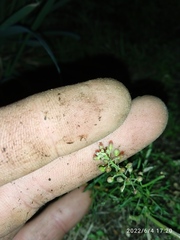 Lepidium pseudotasmanicum