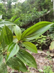 Miconia cinnamomea