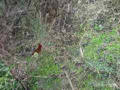 Lepidium pseudotasmanicum