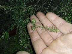Lepidium pseudotasmanicum