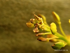 Lepidium pseudotasmanicum