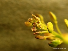 Lepidium pseudotasmanicum