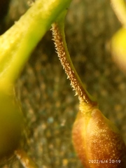 Lepidium pseudotasmanicum