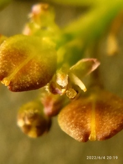 Lepidium pseudotasmanicum