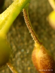 Lepidium pseudotasmanicum