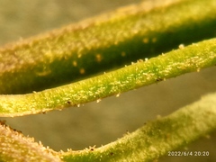 Lepidium pseudotasmanicum