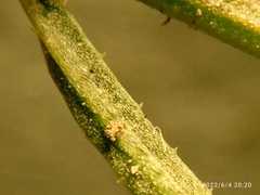 Lepidium pseudotasmanicum