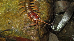 Scolopendra multidens