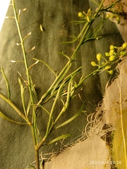 Lepidium pseudotasmanicum