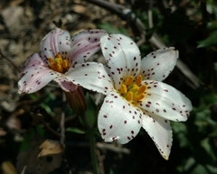 Lilium rubescens